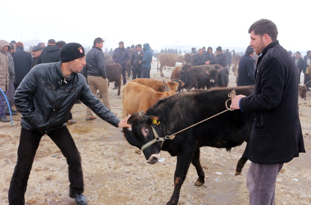 Ağrı Hayvan Pazarı’ndan Türkiye’nin Her Yerine Hayvan Sevkıyatı