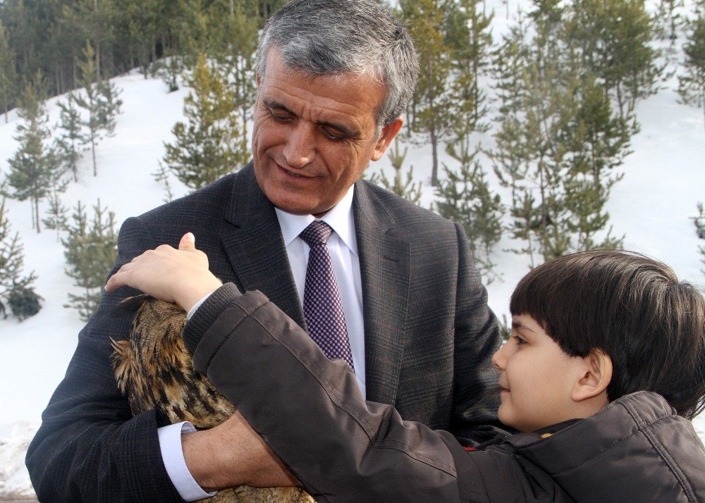 Tedavisi Tamamlanan Baykuş Doğaya Bırakıldı