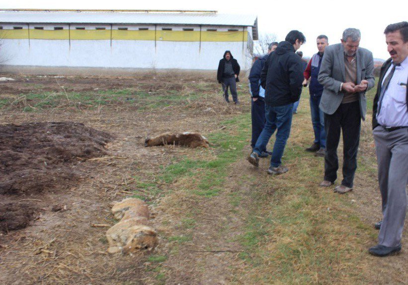 Kütahya’daki Toplu Köpek Ölümleri