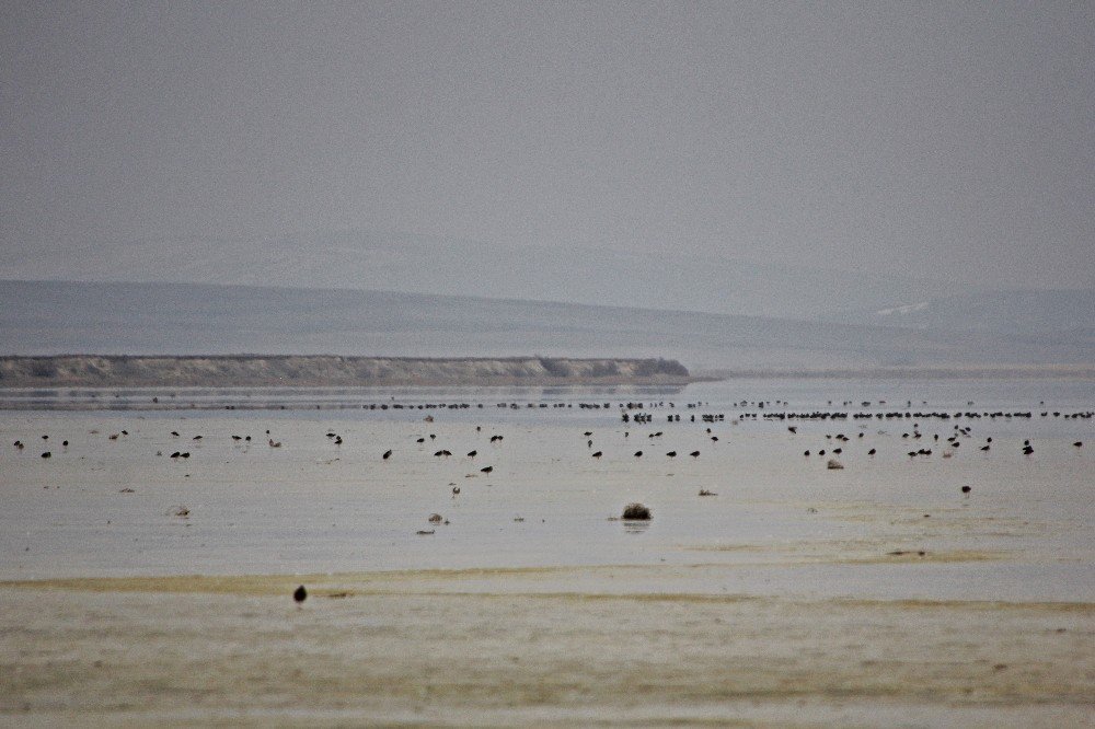 Seyfe Gölü’ne Flamingo Akını