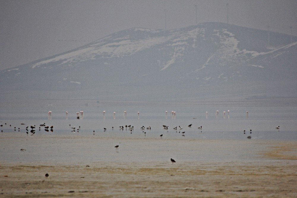Seyfe Gölü’ne Flamingo Akını