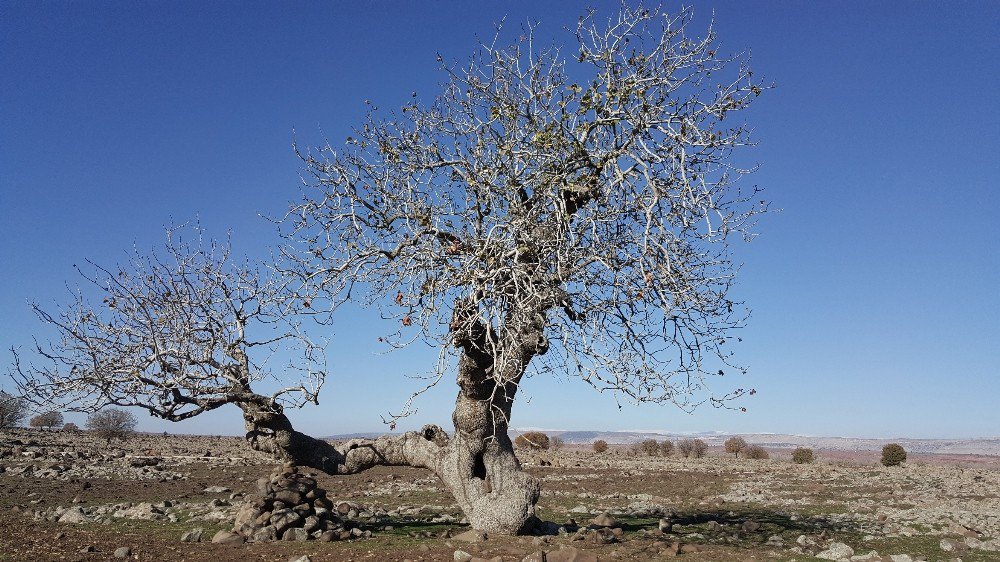 Gaziantep’in Anıt Ağaçları Belirlendi