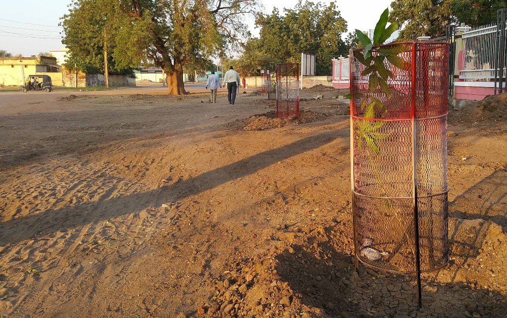 Sudan’da Mango Meyvesi Tanıtım Ve Yetiştiriciliğine Destek