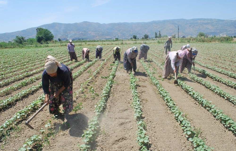 Ziraat Odası Başkanı Posacı’dan Genç Kızlara Çağrı