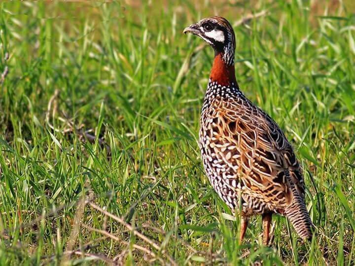Akdeniz Bölgesinde Av Sezonu Kapandı