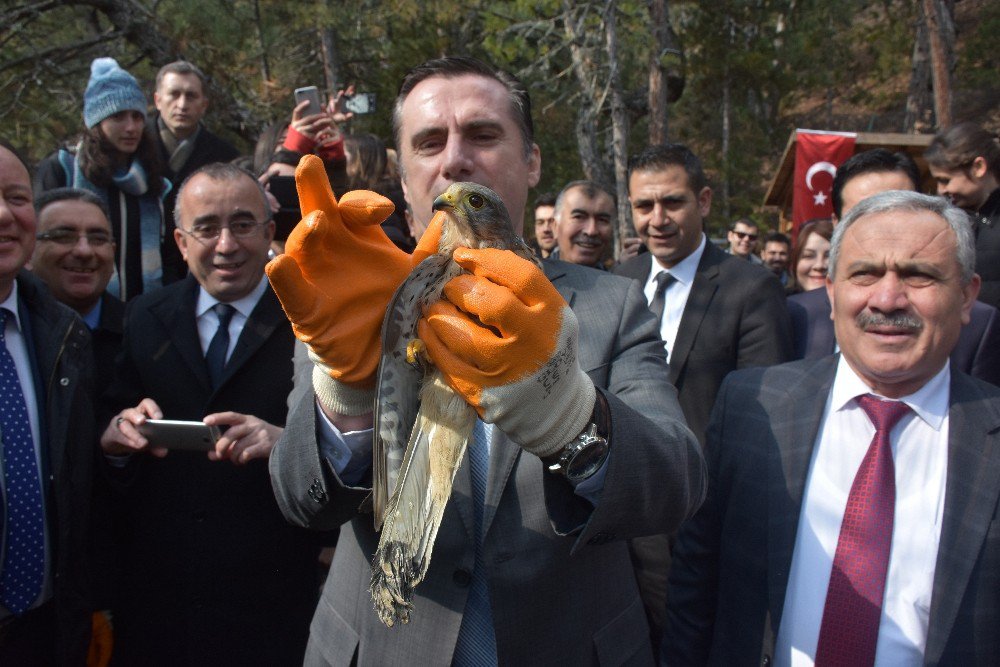 Kızılcahamam’da Tedavileri Yapılan Yaban Hayvanları Doğaya Bırakıldı