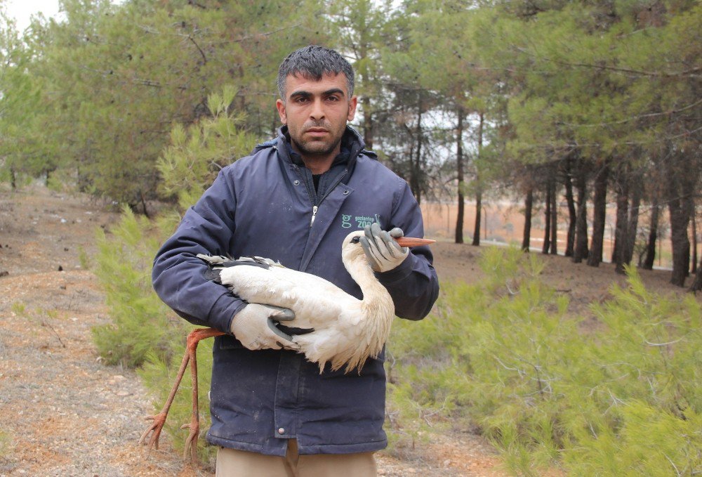 Yaralı Yaban Hayvanları Önce Sağlıklarına Sonra Da Özgürlüklerine Kavuştu