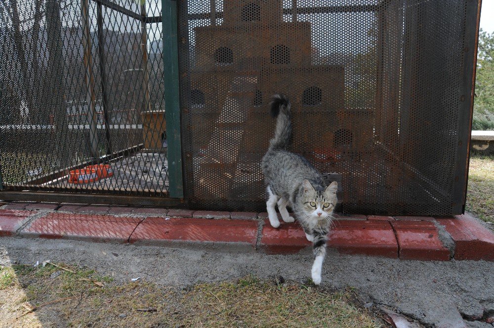 Şanslı’nın Yavruları Emin Ellerde