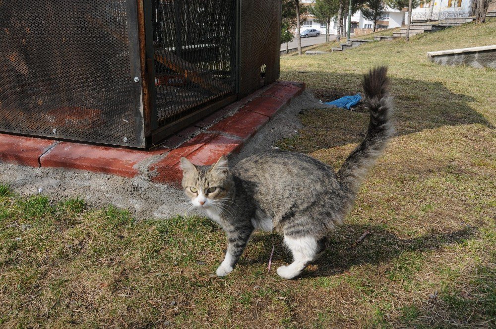 Şanslı’nın Yavruları Emin Ellerde