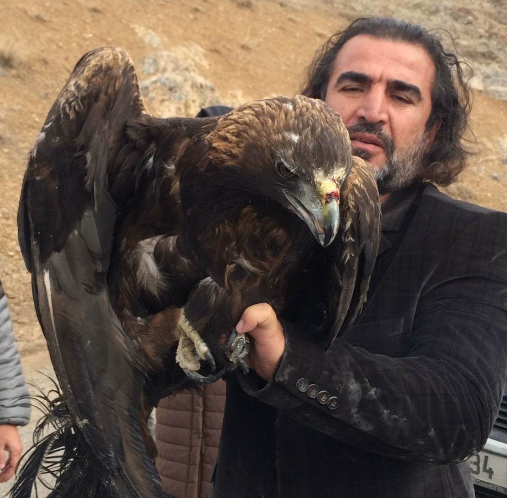 Van’da Tedavileri Tamamlanan 2 Kaya Kartalı Doğaya Salındı