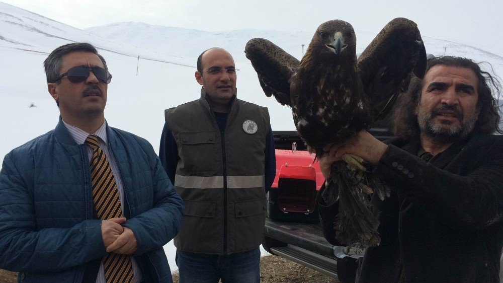 Van’da Tedavileri Tamamlanan 2 Kaya Kartalı Doğaya Salındı