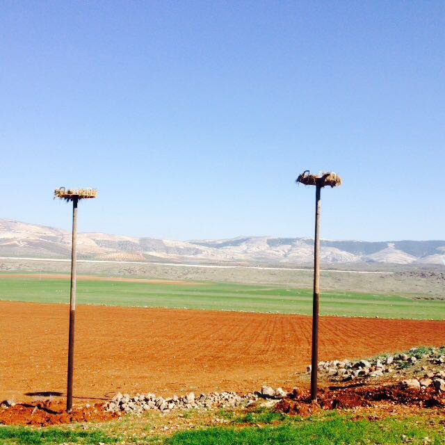 Leylekler Yeni Yuvalarında Güvende