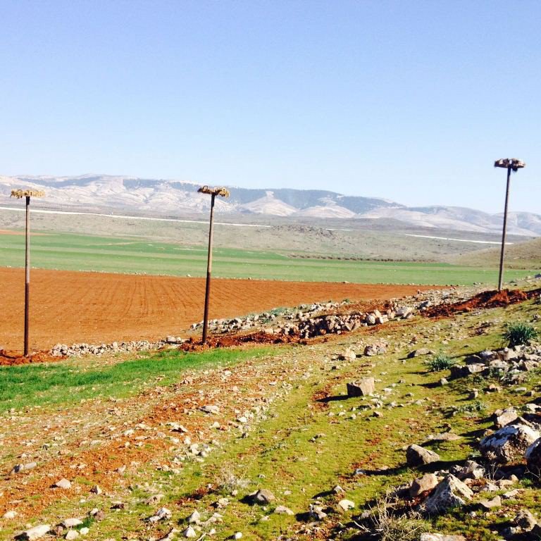 Leylekler Yeni Yuvalarında Güvende