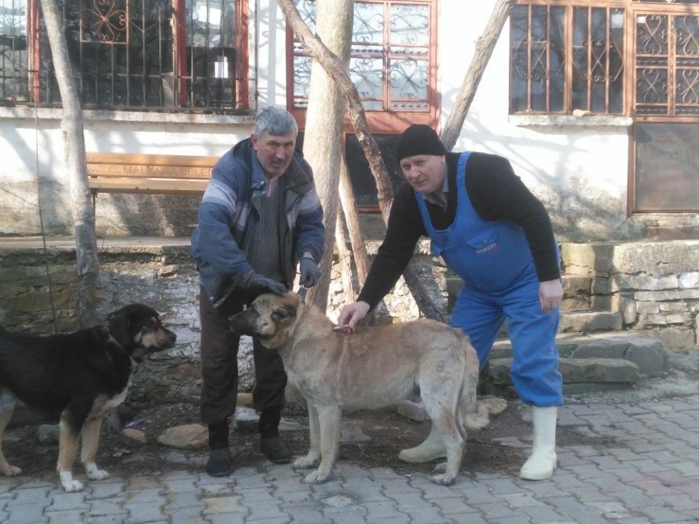 Malkara’da 5 Bin 500 Köpek Ve Kediye Kuduz Aşısı Yapılacak