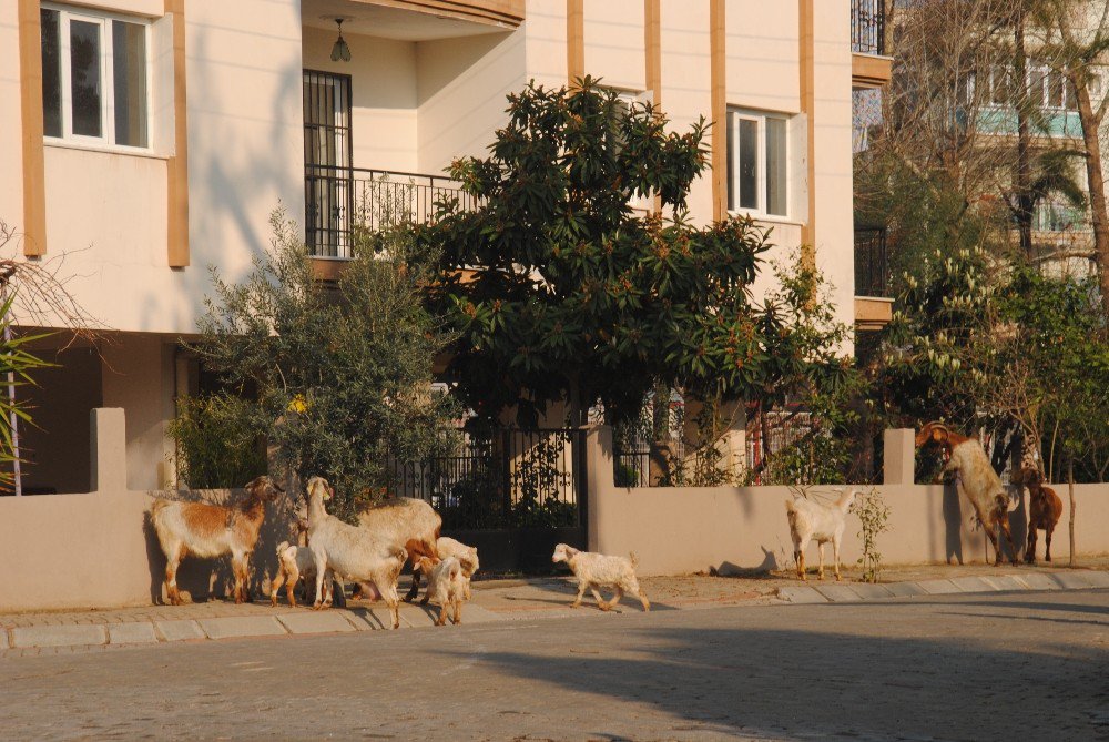 Keçiler Şehrin Keyfini Çıkardı