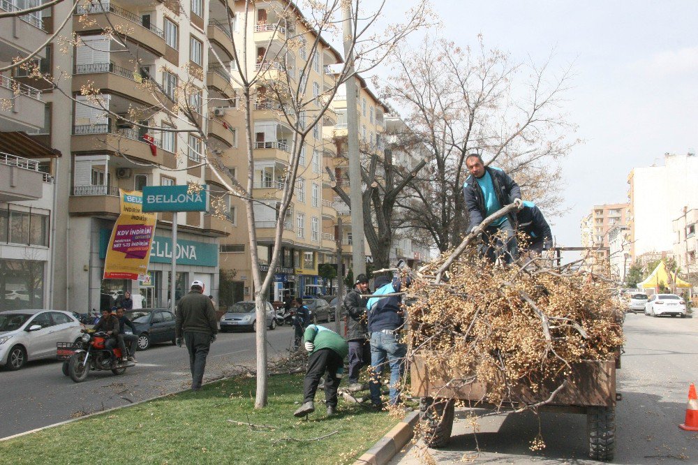 Kilis Belediyesi Ağaçları Budamaya Başladı