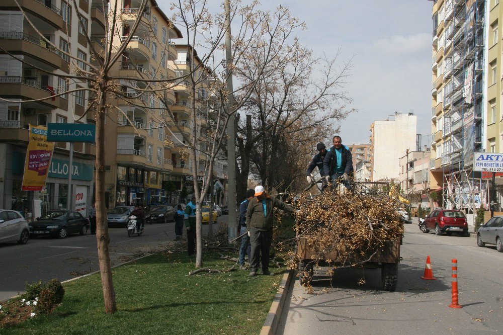 Kilis Belediyesi Ağaçları Budamaya Başladı
