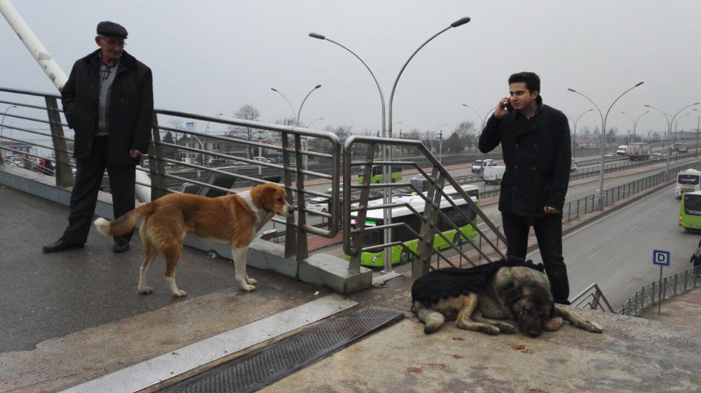 Yaralı Köpeğin Başından Bir An Olsun Ayrılmadı