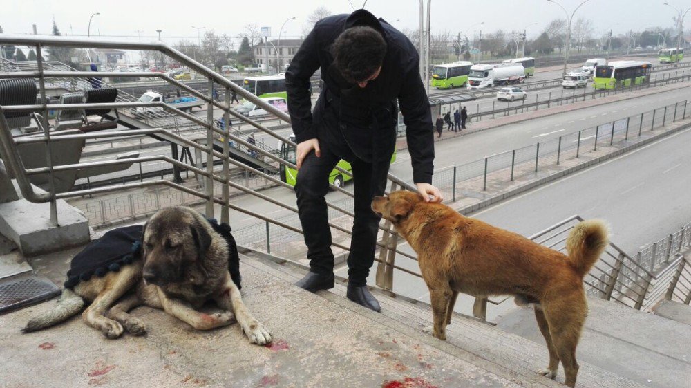 Yaralı Köpeğin Başından Bir An Olsun Ayrılmadı