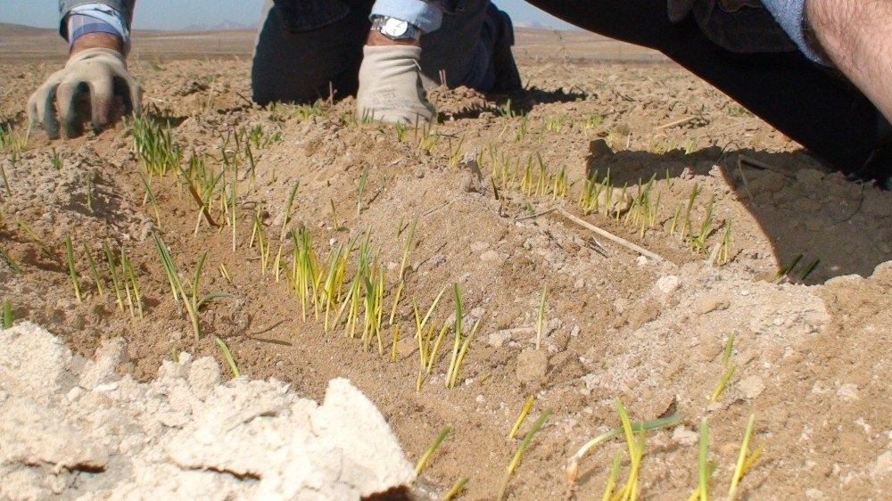Konya Ovasında Buğdaylar Yeşermeye Başladı