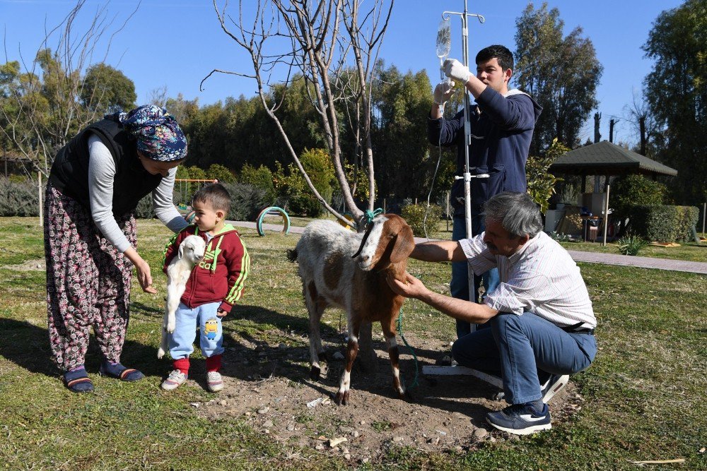 Konyaaltı Barınağı’nda Yeni Doğum Yapmış Keçi Tedavi Edildi