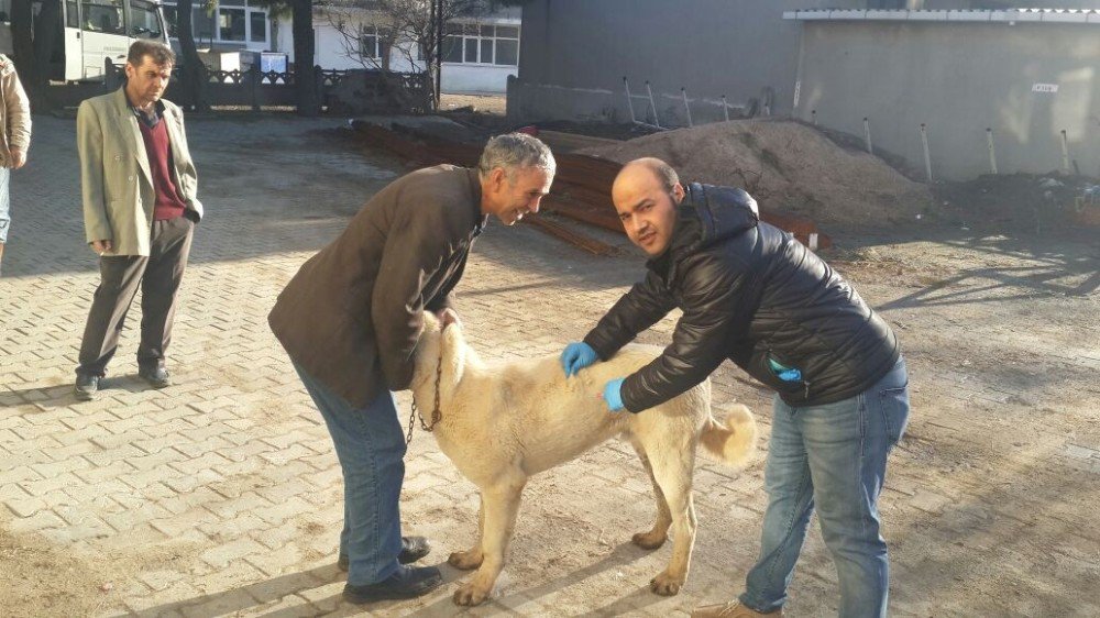 Malkara’da 5 Bin 500 Köpek Ve Kediye Kuduz Aşısı Yapılacak