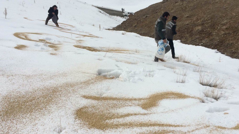 Van’da Yaban Hayvanları İçin Doğaya Yem Bırakıldı