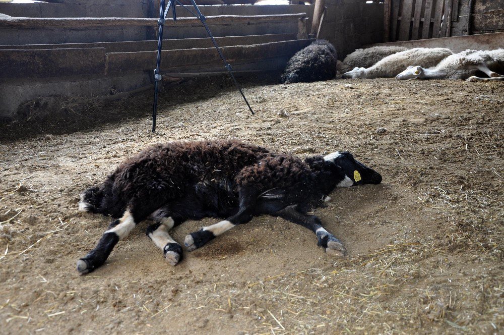 Yozgat’ta Şüpheli Hayvan Ölümleri