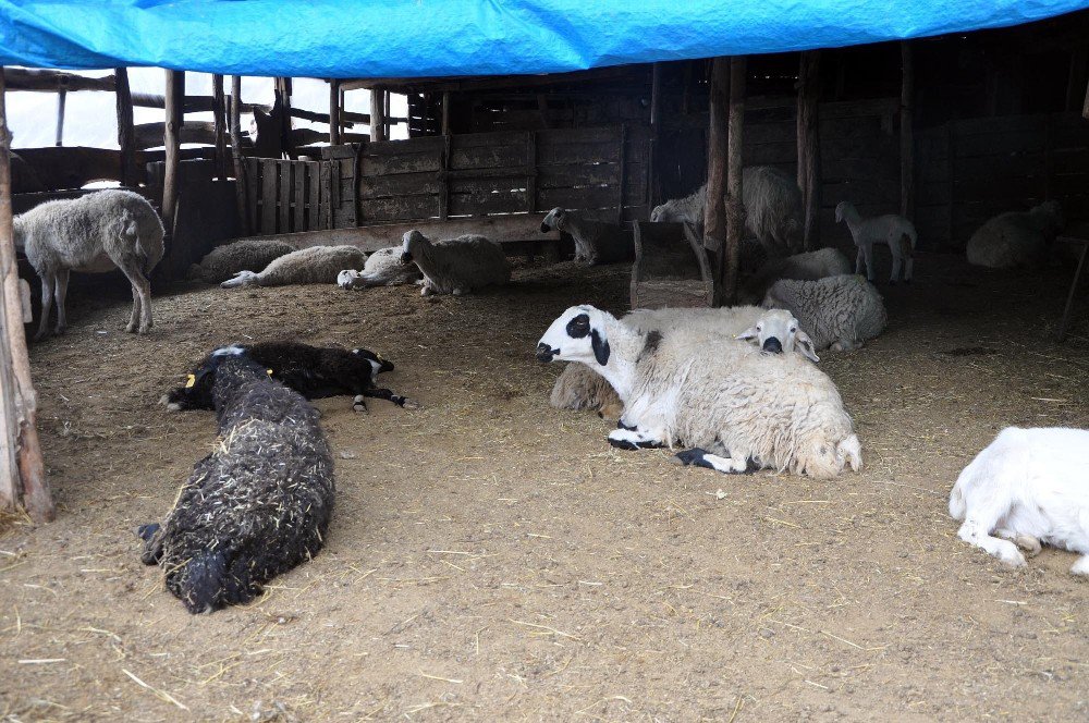 Yozgat’ta Şüpheli Hayvan Ölümleri