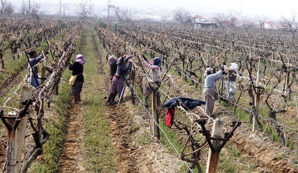 Sarıgöl’ün Üzüm Bağlarında Hummalı Çalışma