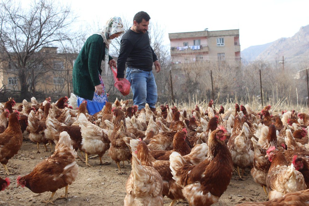 Atanamayan Eşine Destek Olmak İçin Tavuk Çiftliği Kurdu