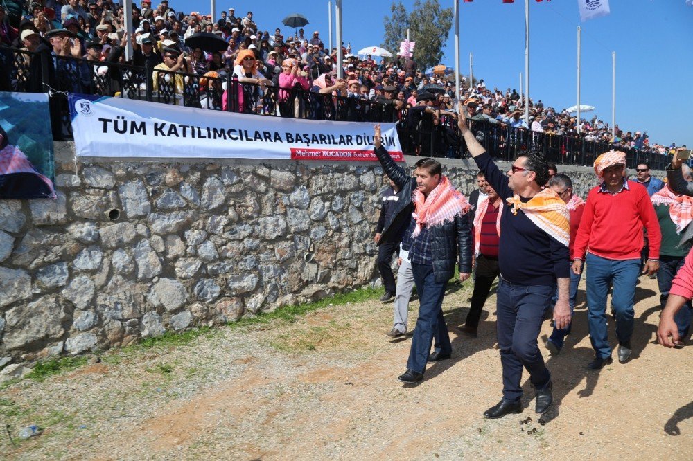 Bodrum’da Deve Güreşi Festivali