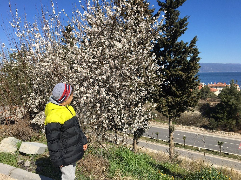 Güneşi Gören Ağaçlar Çiçek Açtı