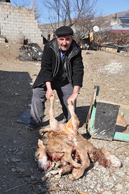 Erzincan’da Dünyaya Gelen Çift Başlı, 8 Bacaklı Buzağı Görenleri Şaşırttı