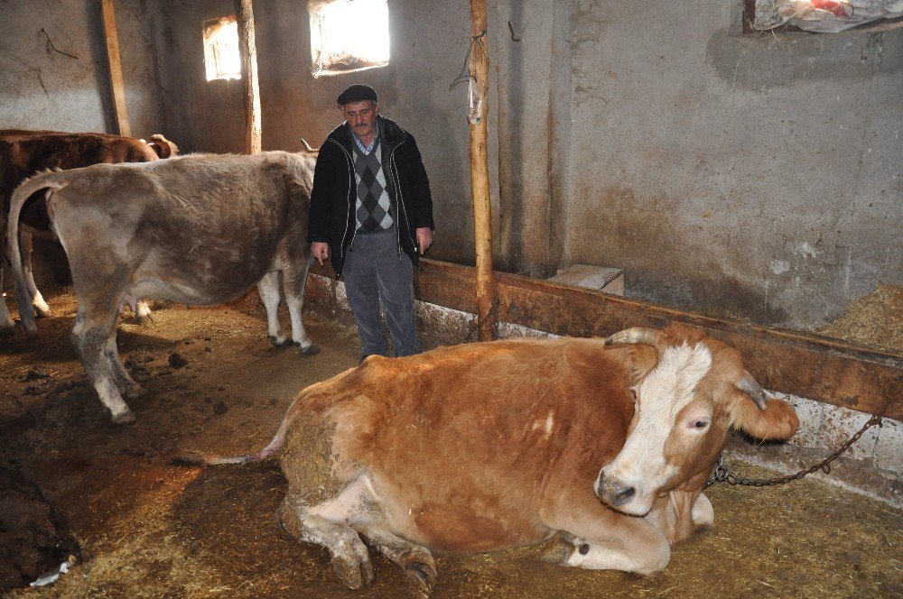 Erzincan’da Dünyaya Gelen Çift Başlı, 8 Bacaklı Buzağı Görenleri Şaşırttı