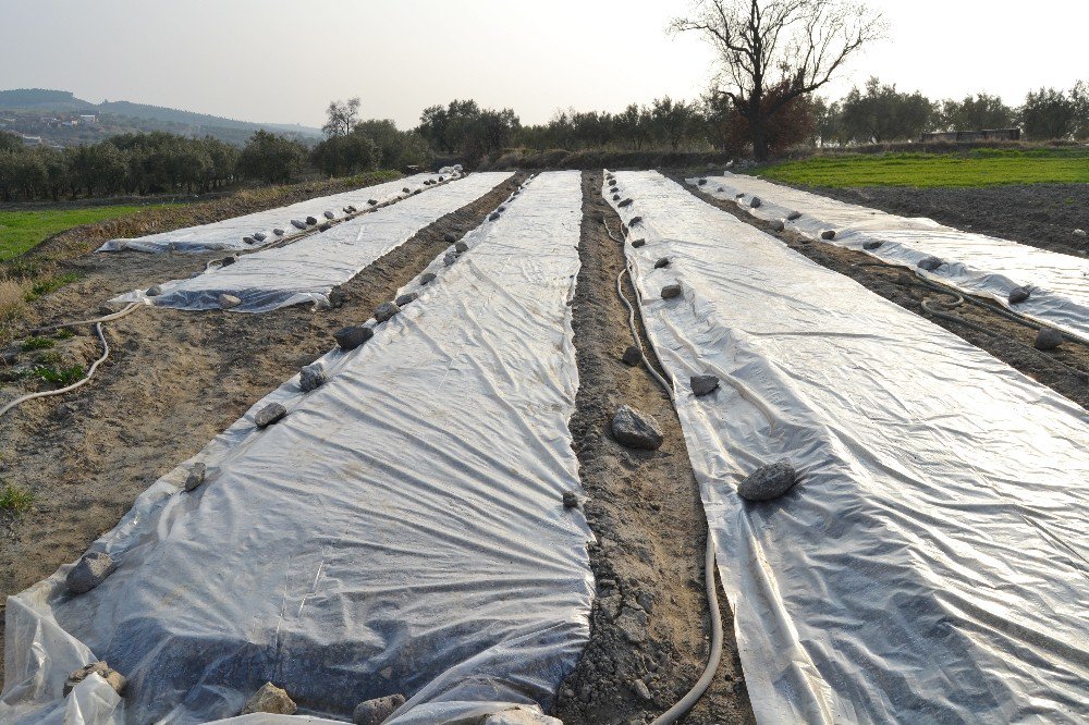 Tütüncülerin Yeni Sezon Telaşı Başladı