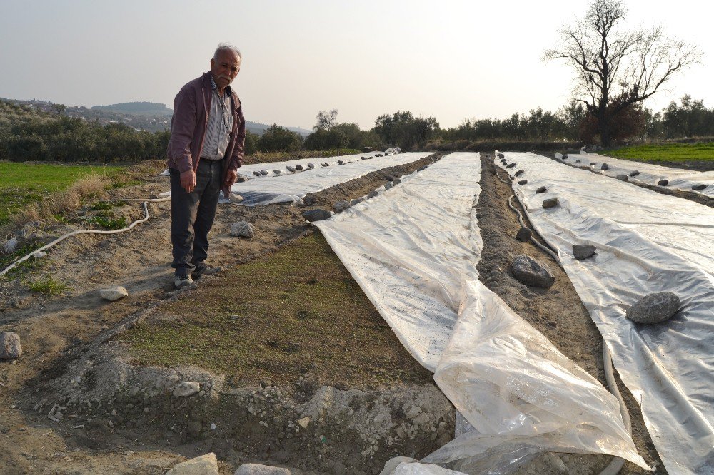 Tütüncülerin Yeni Sezon Telaşı Başladı