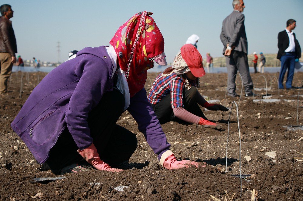 Tarım İşçisi Kadınların 1 Saatlik Ücreti: 4 Lira 45 Kuruş