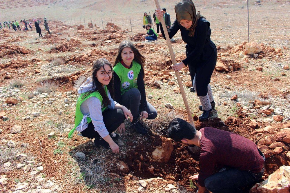 Yabancı Uyruklu Üniversite Öğrencileri Bin 250 Fidan Dikti