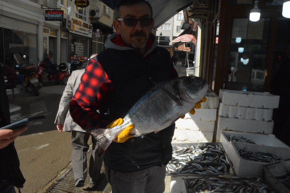 Karadeniz’de Levrek Bereketi