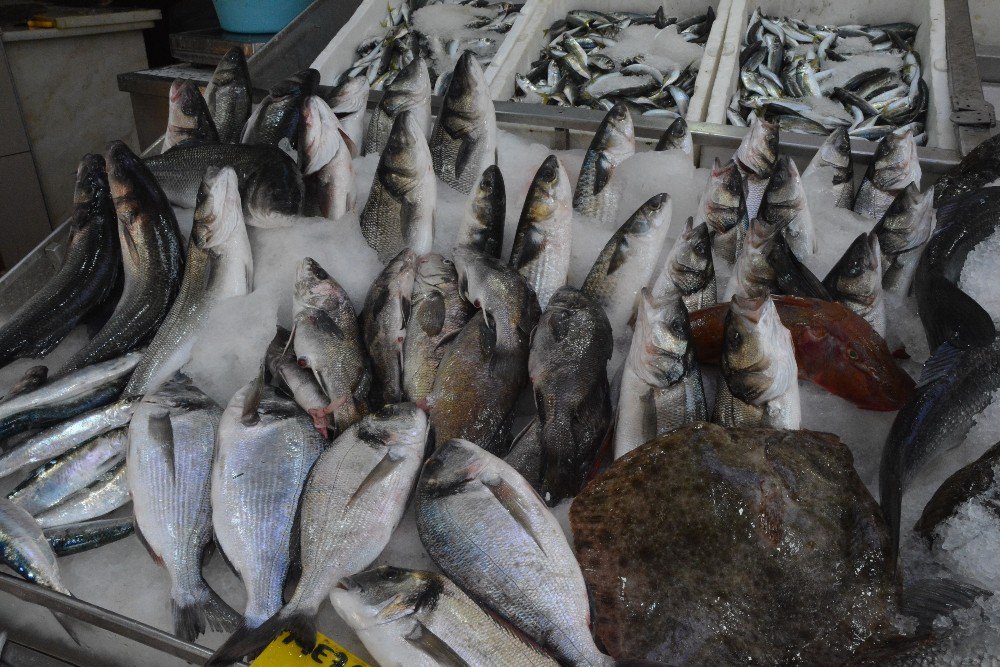 Karadeniz’de Levrek Bereketi