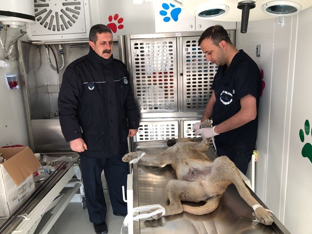 Edremit’te Sokak Köpeklerini Kısırlaştırma Çalışması