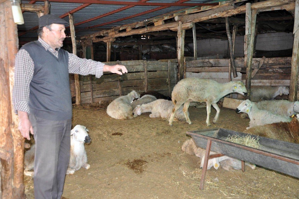 Yozgat’taki Koyun Ölümlerinin Veba Hastalığından Olduğu Ortaya Çıktı