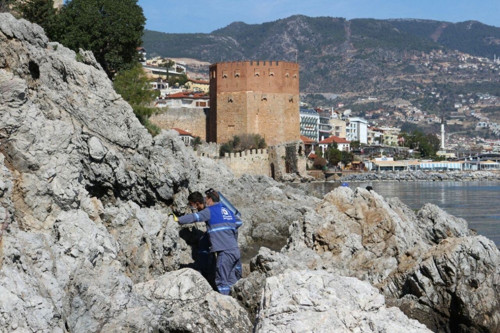 Alanya Ve Akseki’de Sinekle Mücadele