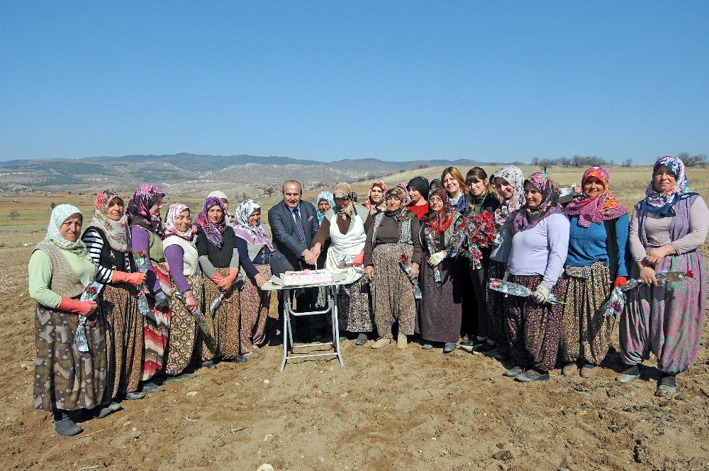 Sarımsak Diken Kadınlara, Tarlanın Ortasında Pasta Sürprizi