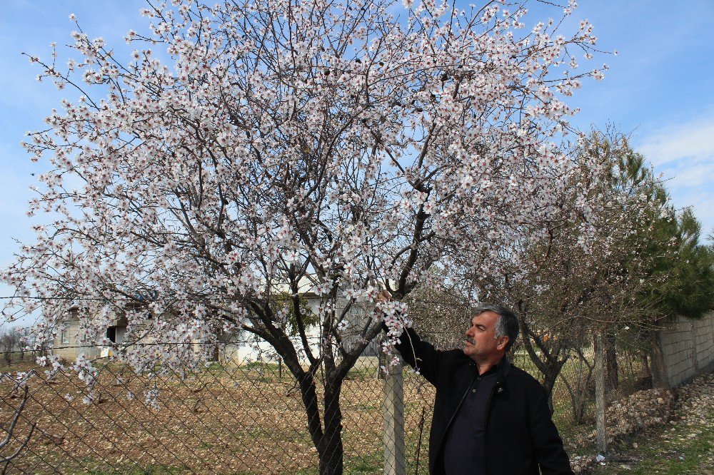 Adıyaman’da Badem Ağaçları Çiçek Açtı