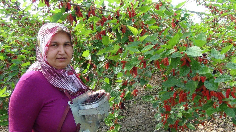 Silifke’de Yılın İlk Karadut Hasadı Başladı