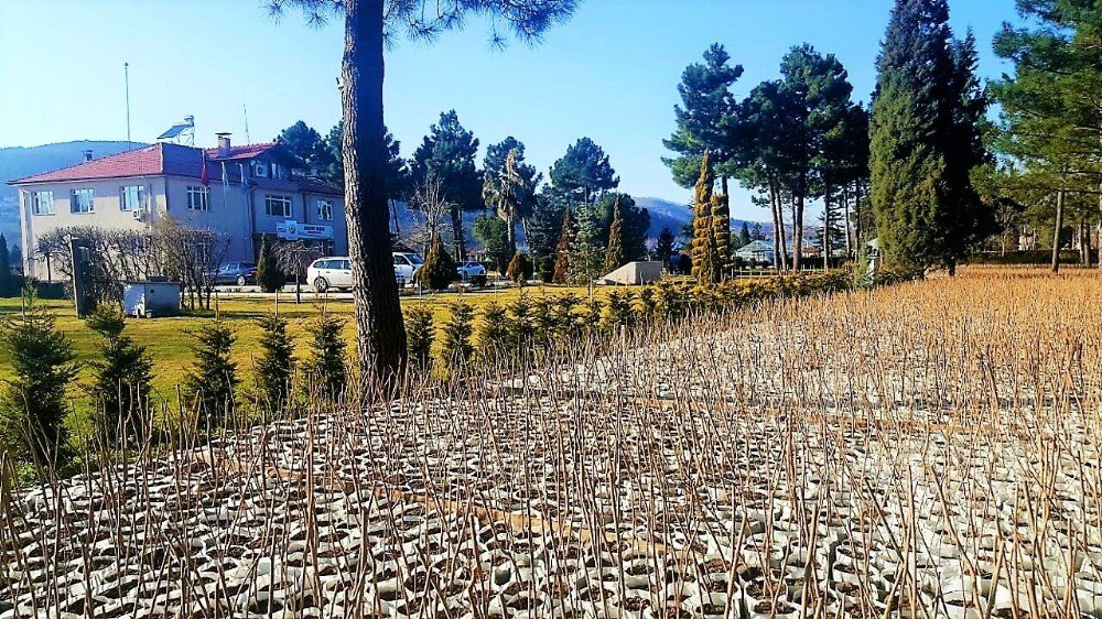 Zonguldak’ta 100 Bin Adet Fındık Toprakla Buluşmaya Hazır