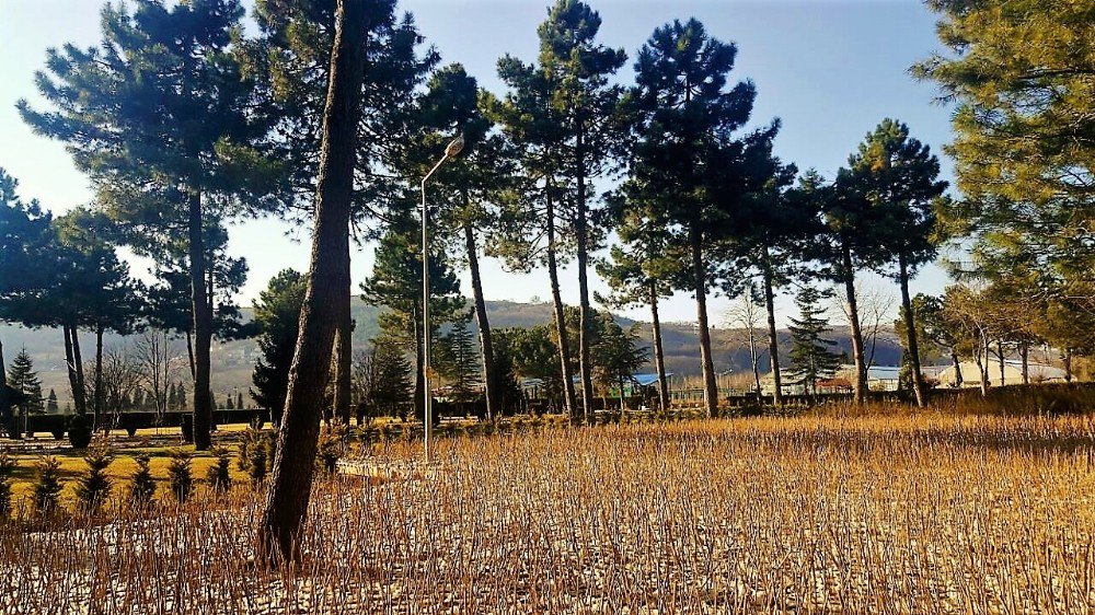 Zonguldak’ta 100 Bin Adet Fındık Toprakla Buluşmaya Hazır