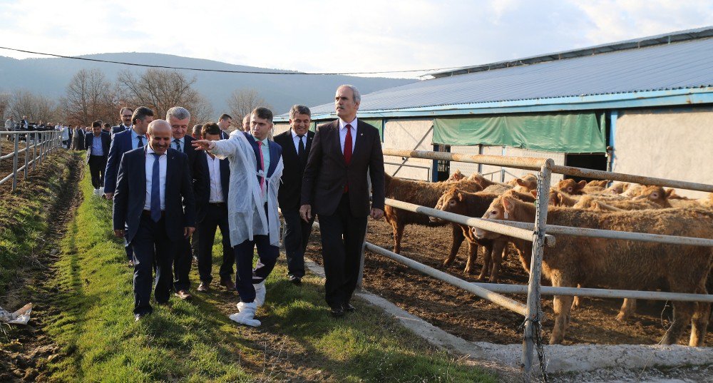 Büyükşehir Desteğiyle Dağ Yöresinde Hayvancılık Gelişiyor